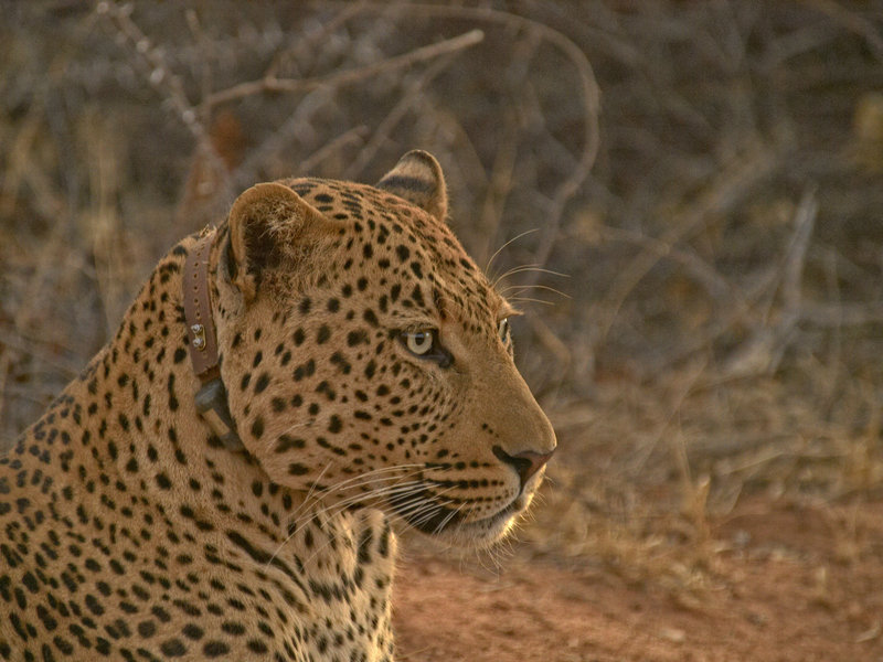 Leopard, Okonjima
